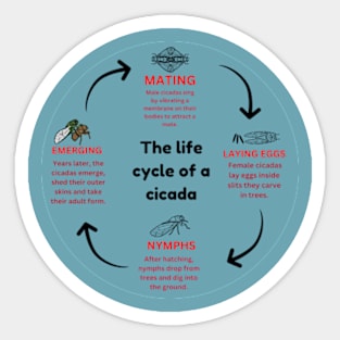 The life cycle of a cicada  2024  map Sticker